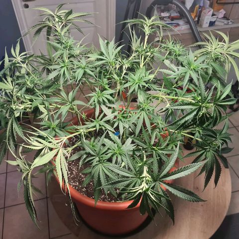Lemon OG Candy growlog timeline photo