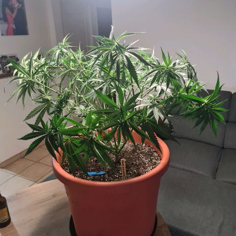 Lemon OG Candy growlog photo: Supercropping + pinçage ( pour les plus petites branches ) + lollipopping + légère defoliation des grosses feuilles