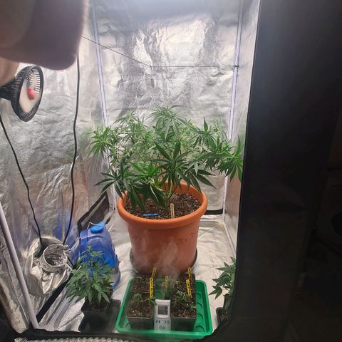 Lemon OG Candy growlog photo: Supercropping + pinçage ( pour les plus petites branches ) + lollipopping + légère defoliation des grosses feuilles