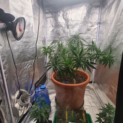 Lemon OG Candy growlog photo: Supercropping + pinçage ( pour les plus petites branches ) + lollipopping + légère defoliation des grosses feuilles