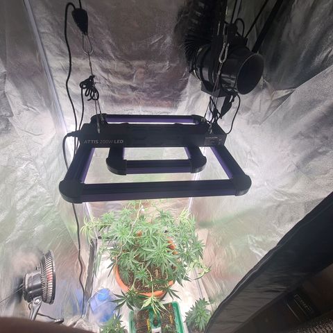 Lemon OG Candy growlog photo: Supercropping + pinçage ( pour les plus petites branches ) + lollipopping + légère defoliation des grosses feuilles