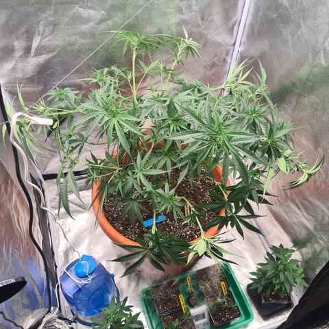 Lemon OG Candy growlog photo: Supercropping + pinçage ( pour les plus petites branches ) + lollipopping + légère defoliation des grosses feuilles