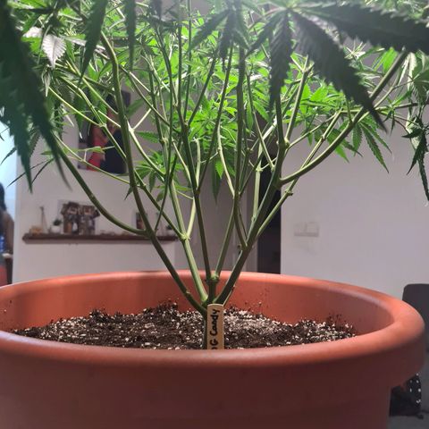 Lemon OG Candy growlog photo: Supercropping + pinçage ( pour les plus petites branches ) + lollipopping + légère defoliation des grosses feuilles