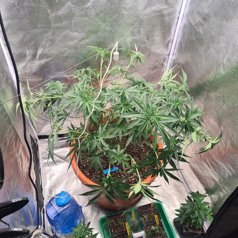 Lemon OG Candy growlog photo: Supercropping + pinçage ( pour les plus petites branches ) + lollipopping + légère defoliation des grosses feuilles