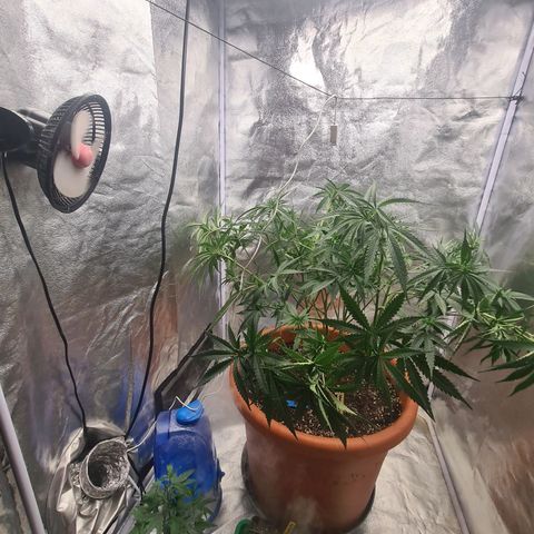 Lemon OG Candy growlog photo: Supercropping + pinçage ( pour les plus petites branches ) + lollipopping + légère defoliation des grosses feuilles