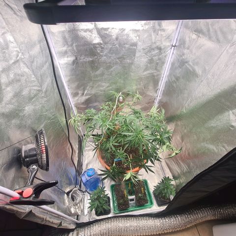 Lemon OG Candy growlog photo: Supercropping + pinçage ( pour les plus petites branches ) + lollipopping + légère defoliation des grosses feuilles