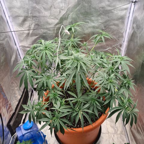 Lemon OG Candy growlog timeline photo