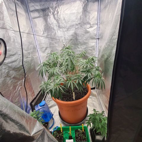 Lemon OG Candy growlog timeline photo