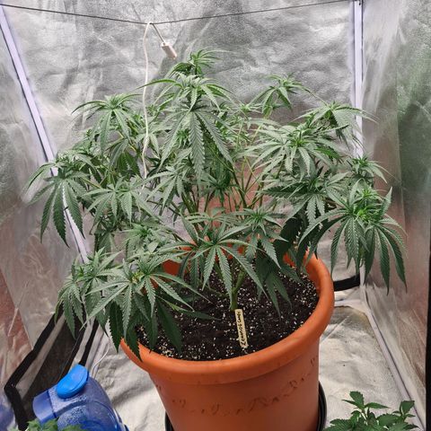Lemon OG Candy growlog timeline photo