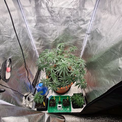 Lemon OG Candy growlog timeline photo