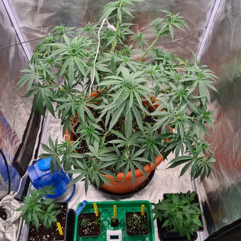 Lemon OG Candy growlog timeline photo
