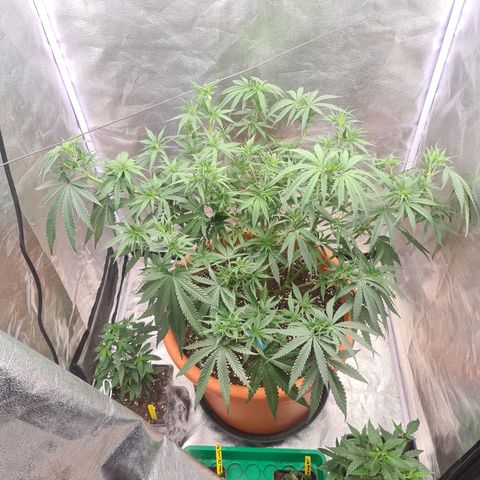 Lemon OG Candy growlog timeline photo