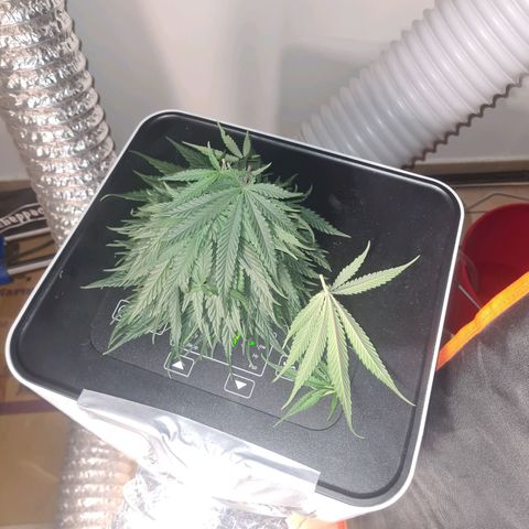 Lemon OG Candy growlog timeline photo