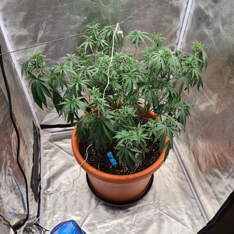Lemon OG Candy growlog timeline photo
