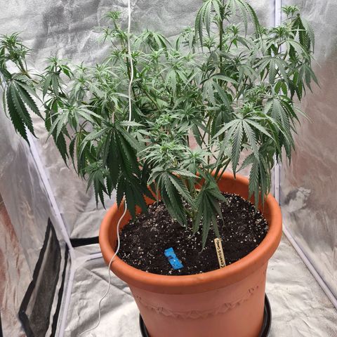 Lemon OG Candy growlog timeline photo