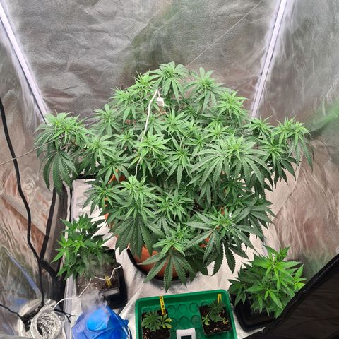 Lemon OG Candy growlog timeline photo