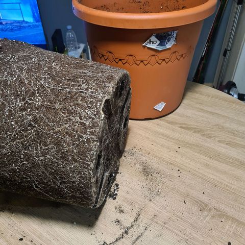 Lemon OG Candy growlog photo: Root trimming ou root pruning pour meilleure respiration des racines et accroissement considérable de la croissance 