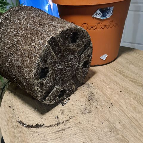 Lemon OG Candy growlog photo: Root trimming ou root pruning pour meilleure respiration des racines et accroissement considérable de la croissance 