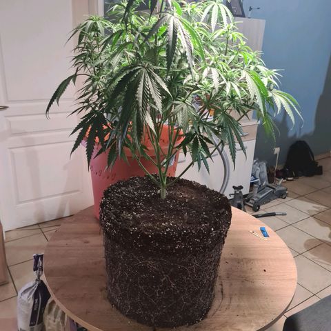 Lemon OG Candy growlog photo: Root trimming ou root pruning pour meilleure respiration des racines et accroissement considérable de la croissance 