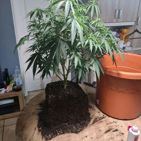 Lemon OG Candy growlog photo: Root trimming ou root pruning pour meilleure respiration des racines et accroissement considérable de la croissance 