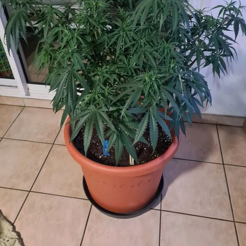 Lemon OG Candy growlog photo: Root trimming ou root pruning pour meilleure respiration des racines et accroissement considérable de la croissance 
