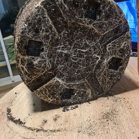 Lemon OG Candy growlog photo: Root trimming ou root pruning pour meilleure respiration des racines et accroissement considérable de la croissance 