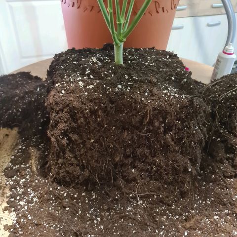 Lemon OG Candy growlog photo: Root trimming ou root pruning pour meilleure respiration des racines et accroissement considérable de la croissance 