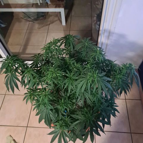 Lemon OG Candy growlog photo: Root trimming ou root pruning pour meilleure respiration des racines et accroissement considérable de la croissance 
