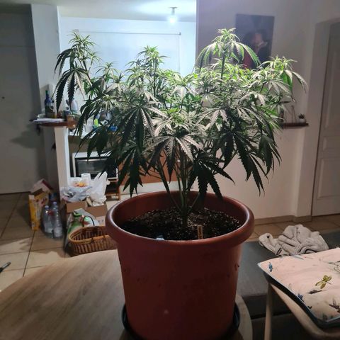 Lemon OG Candy growlog photo: Root trimming ou root pruning pour meilleure respiration des racines et accroissement considérable de la croissance 