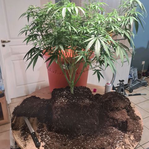 Lemon OG Candy growlog photo: Root trimming ou root pruning pour meilleure respiration des racines et accroissement considérable de la croissance 