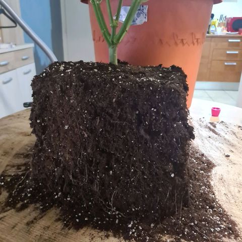 Lemon OG Candy growlog photo: Root trimming ou root pruning pour une meilleure respiration des racines et un accroissement considérable de la croissance 