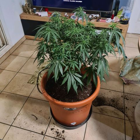 Lemon OG Candy growlog photo: Root trimming ou root pruning pour une meilleure respiration des racines et un accroissement considérable de la croissance 