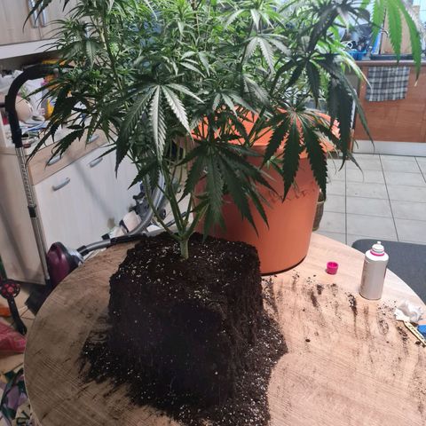 Lemon OG Candy growlog photo: Root trimming ou root pruning pour une meilleure respiration des racines et un accroissement considérable de la croissance 