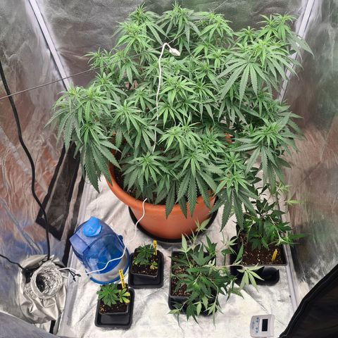 Lemon OG Candy growlog timeline photo