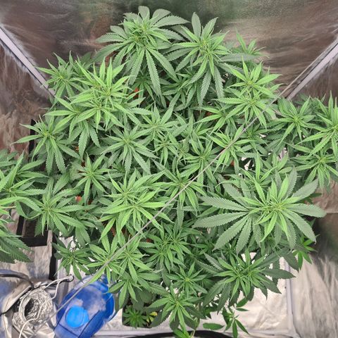Lemon OG Candy growlog timeline photo