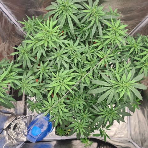 Lemon OG Candy growlog timeline photo