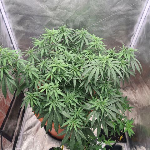Lemon OG Candy growlog timeline photo
