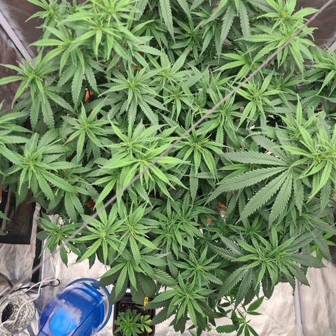 Lemon OG Candy growlog timeline photo