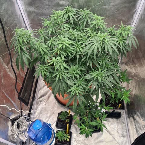 Lemon OG Candy growlog timeline photo