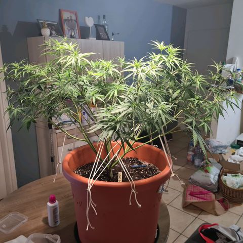 Lemon OG Candy growlog timeline photo