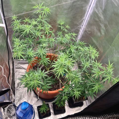 Lemon OG Candy growlog timeline photo
