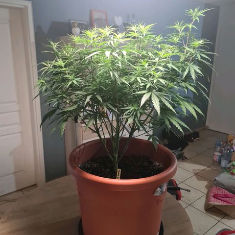 Lemon OG Candy growlog timeline photo