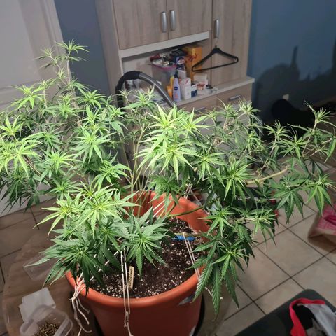 Lemon OG Candy growlog timeline photo