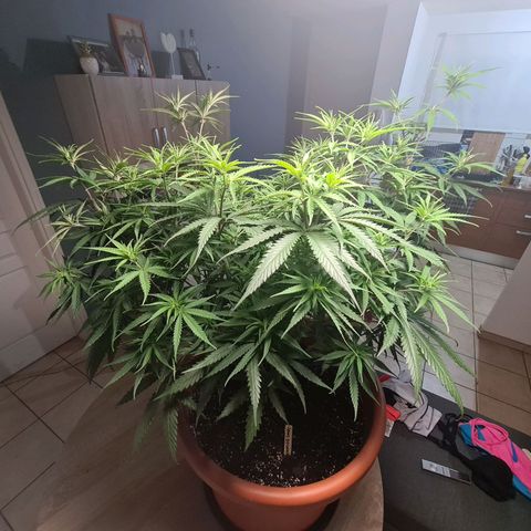 Lemon OG Candy growlog timeline photo