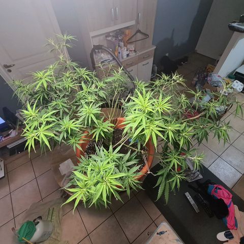 Lemon OG Candy growlog timeline photo