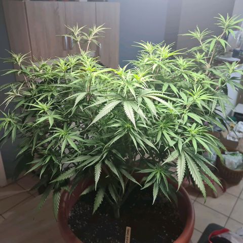 Lemon OG Candy growlog timeline photo