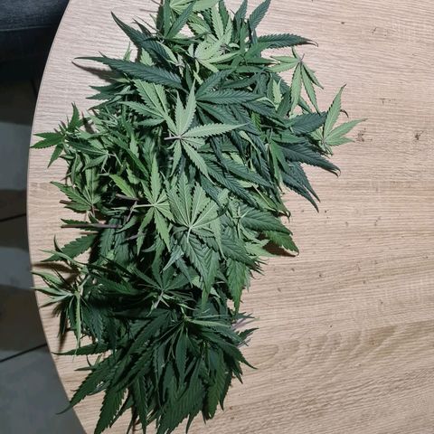 Lemon OG Candy growlog timeline photo