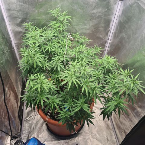 Lemon OG Candy growlog timeline photo