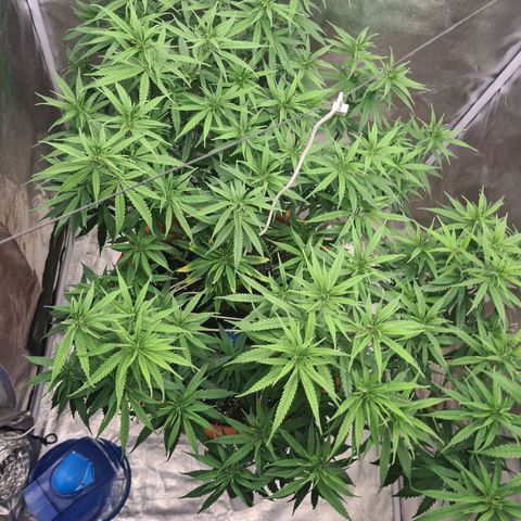Lemon OG Candy growlog timeline photo