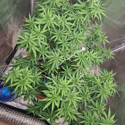 Lemon OG Candy growlog timeline photo